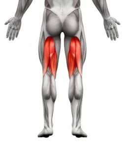 hamstrings muscle